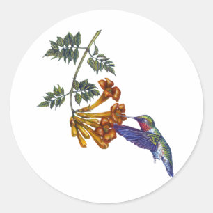 Trumpet Creeper Ruby Throated Hummingbird Classic Round Sticker