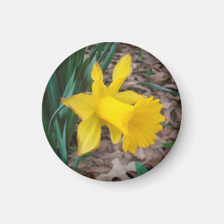 Trumpet Daffodil Small Round Magnet