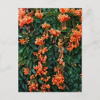 Trumpet Flowers Postcard