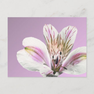 Trumpet Lily Postcard