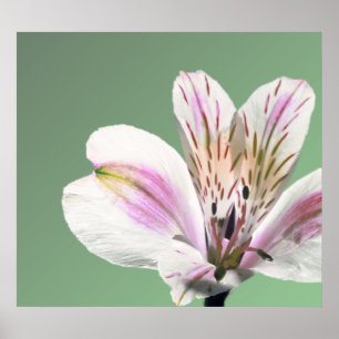 Trumpet Lily Poster