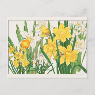Trumpet narcissus by Tanigami Konan Postcard