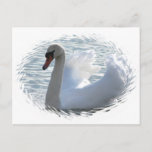 Trumpet Swan Postcard