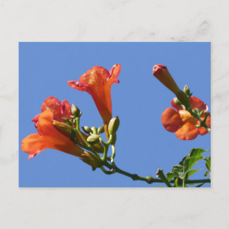 Trumpet Vine Flowers with Blue Sky DIY Postcard