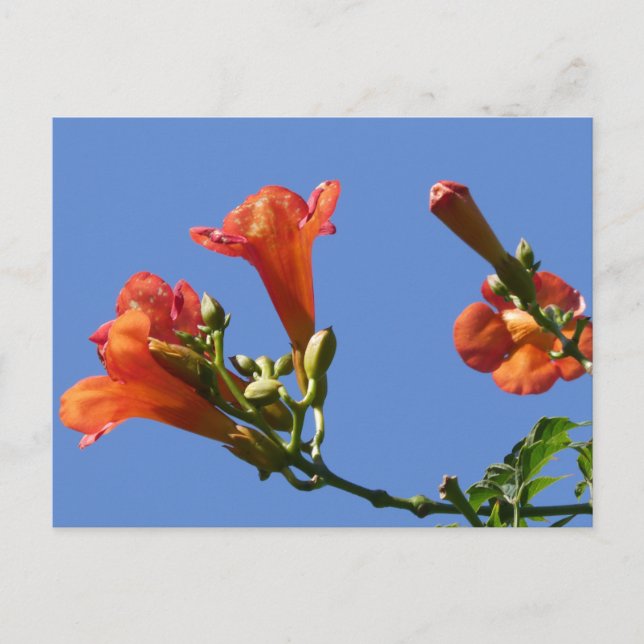 Trumpet Vine Flowers with Blue Sky DIY Postcard (Front)
