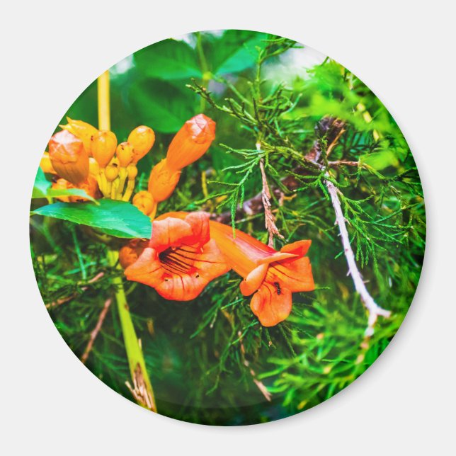 Trumpet Vine Magnet (Front)