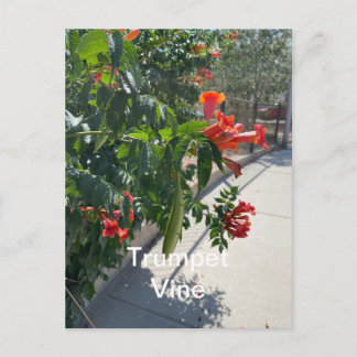 Trumpet Vine Standard Postcard