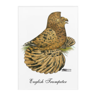 Trumpeter Pigeon Almond Acrylic Print