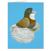 Trumpeter Pigeon AOC Baldhead (Front)