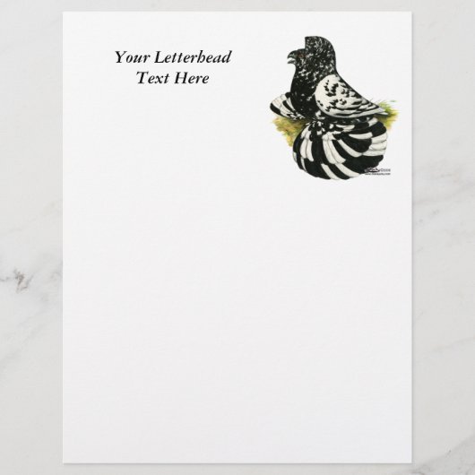 Trumpeter Pigeon Dark Splash (Front)