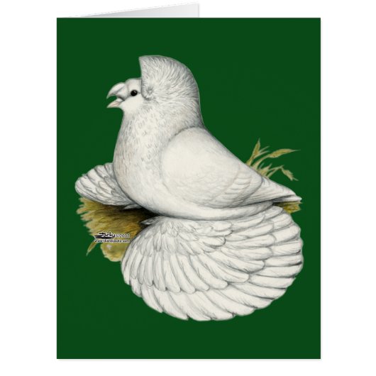 Trumpeter Pigeon White (Front)