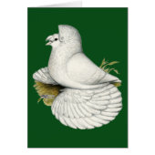 Trumpeter Pigeon White (Front)