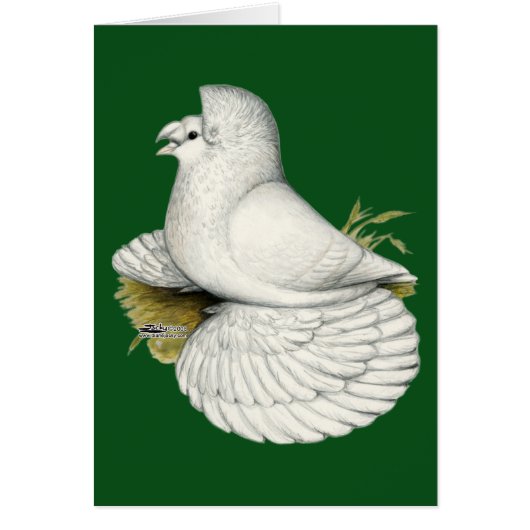 Trumpeter Pigeon White (Front)