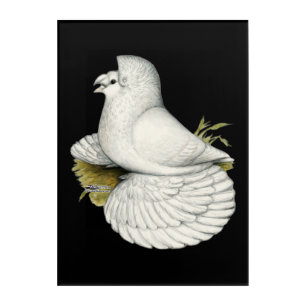 Trumpeter Pigeon White Acrylic Print