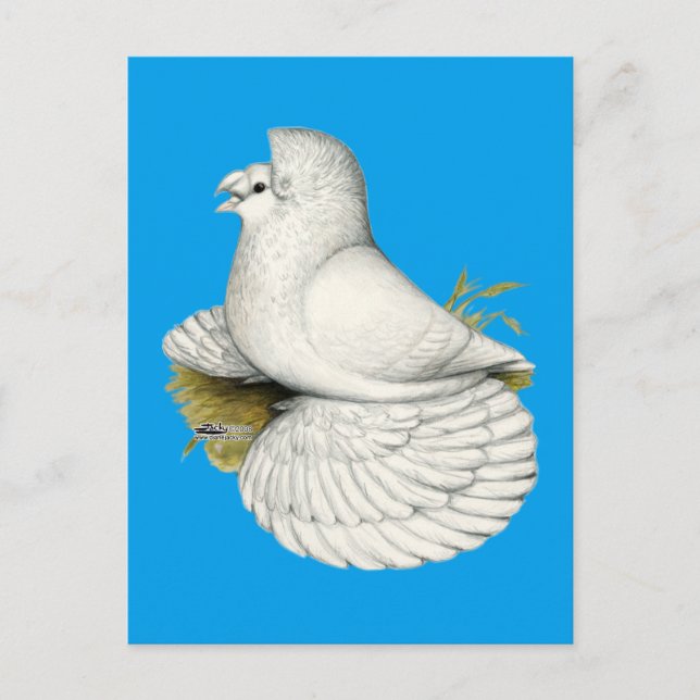 Trumpeter Pigeon White Postcard (Front)
