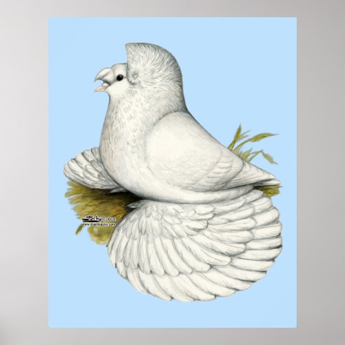 Trumpeter Pigeon White Poster