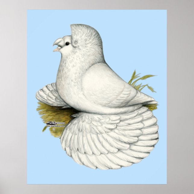 Trumpeter Pigeon White Poster (Front)