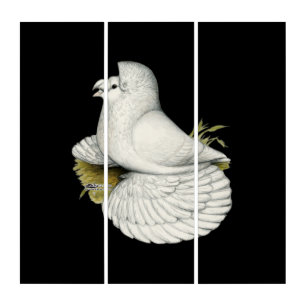 Trumpeter Pigeon White Triptych