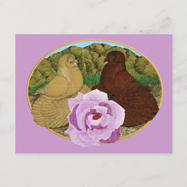 Trumpeter Pigeons and Rose Postcard (Front)