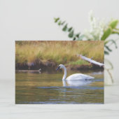 Trumpeter Swan (Standing Front)