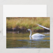Trumpeter Swan (Front/Back)