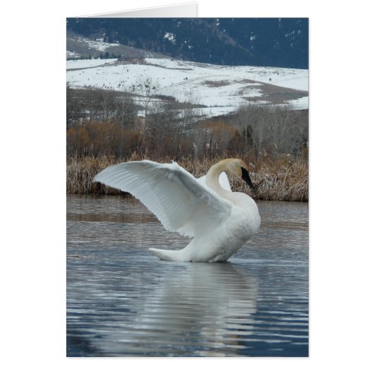 Trumpeter Swan 2 Cards (Front)