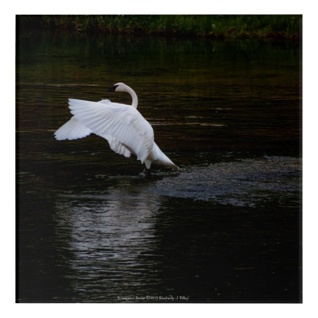 Trumpeter Swan Acrylic Print (Front)