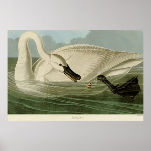 Trumpeter swan antique litho plate Audubon Poster