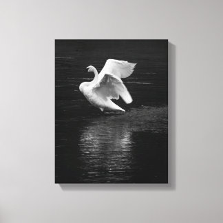 Trumpeter Swan b/w Canvas Print