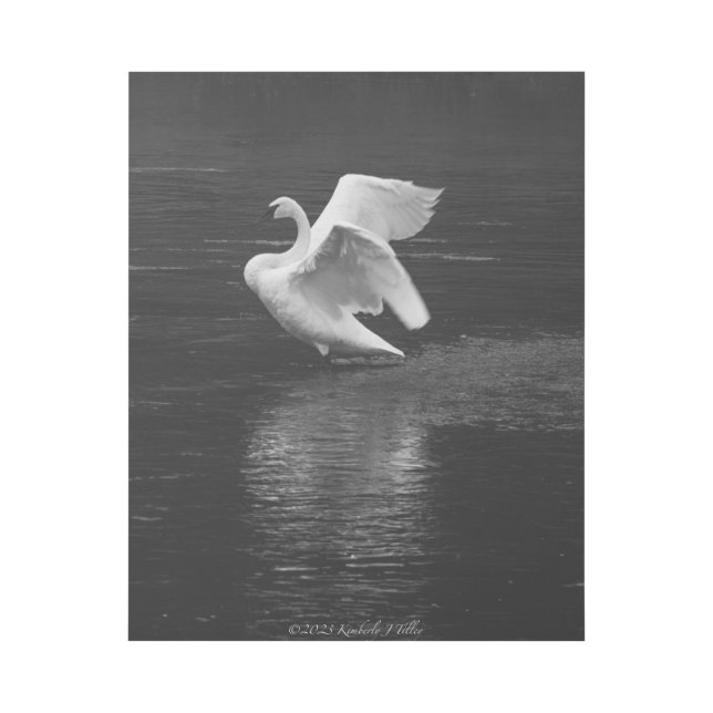 Trumpeter Swan b/w Gallery Wrap (Front)