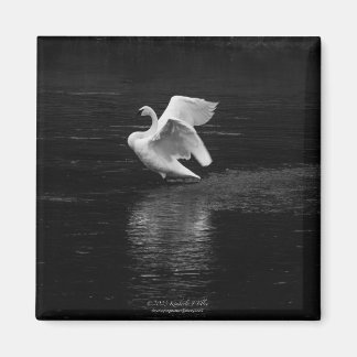 Trumpeter Swan b/w Magnet