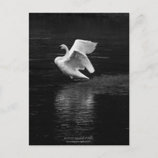 Trumpeter Swan b/w Postcard