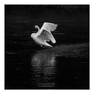 Trumpeter Swan b/w Poster