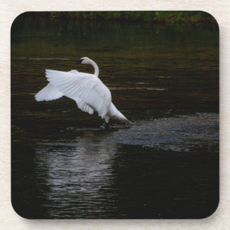 Trumpeter Swan Beverage Coaster