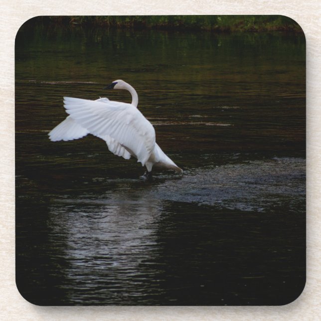 Trumpeter Swan Beverage Coaster (Front)