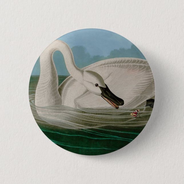 Trumpeter Swan Birds of America Audubon Print Button (Front)