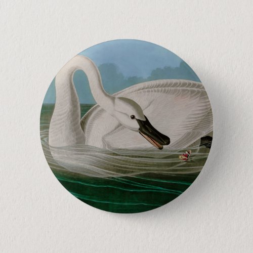 Trumpeter Swan Birds of America Audubon Print Button