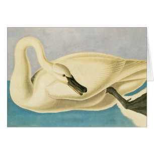 Trumpeter Swan by John James Audubon, Vintage Bird