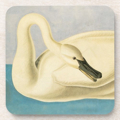 Trumpeter Swan by John James Audubon Vintage Bird Beverage Coaster