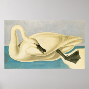 Trumpeter Swan by John James Audubon, Vintage Bird Poster
