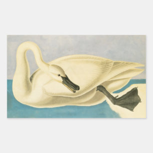 Trumpeter Swan by John James Audubon, Vintage Bird Rectangular Sticker