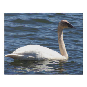 Trumpeter Swan Closeup Faux Canvas Print