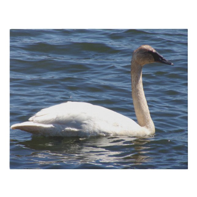 Trumpeter Swan Closeup Faux Canvas Print (Front)