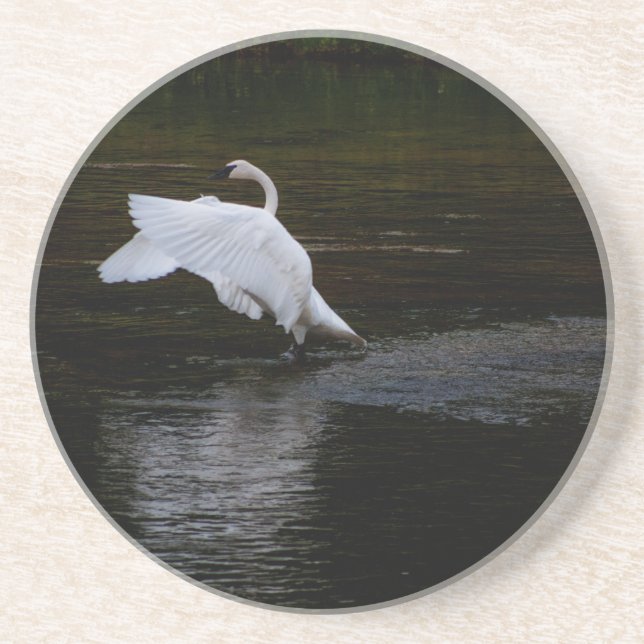 Trumpeter Swan Coaster (Front)