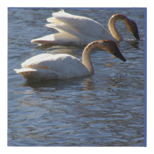 Trumpeter Swan Couple Feeding Faux Canvas Print