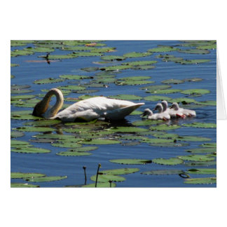 Trumpeter Swan & Cygnets Cards
