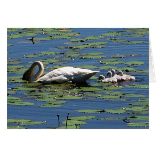 Trumpeter Swan & Cygnets Cards (Front Horizontal)