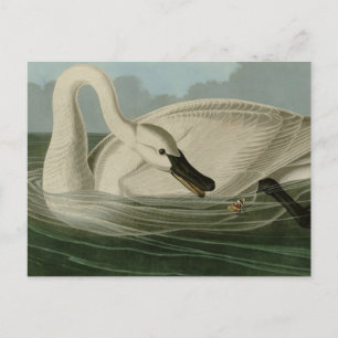 Trumpeter Swan - from Audubon's Birds of America Postcard