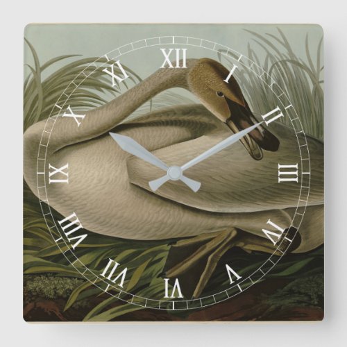 Trumpeter Swan _ from Audubons Birds of America Square Wall Clock