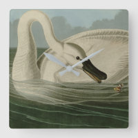 Trumpeter Swan - from Audubon's Birds of America